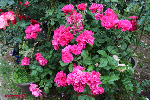 a0249051_4361940.jpg