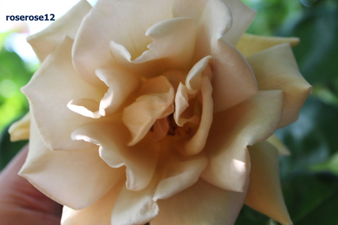 a0249051_4541537.jpg