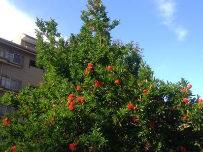 b0082758_82258100.jpg