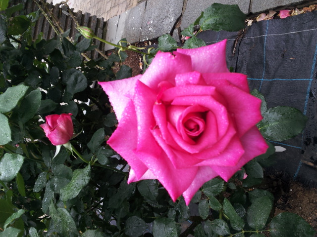d0038458_17253939.jpg