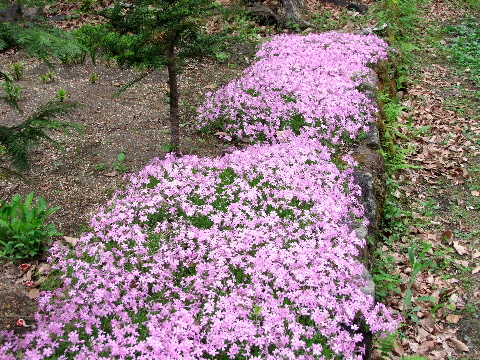 e0088260_14221419.jpg