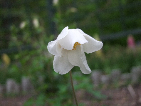 e0088260_147929.jpg