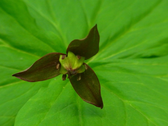 f0157901_21435698.jpg