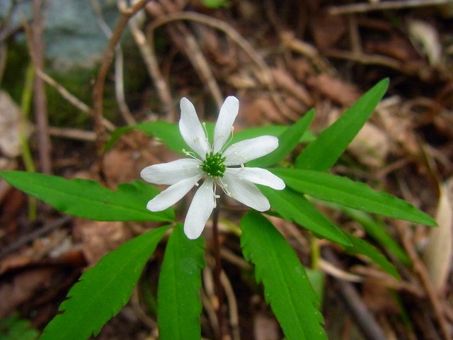 f0157901_21444719.jpg