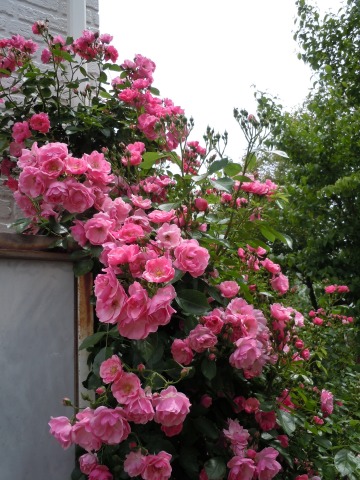 c0117007_20562912.jpg