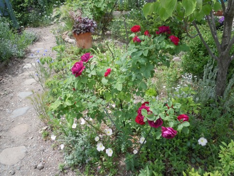c0117007_21134093.jpg