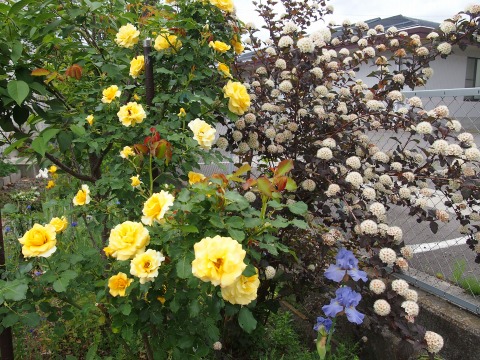 c0117007_2145327.jpg