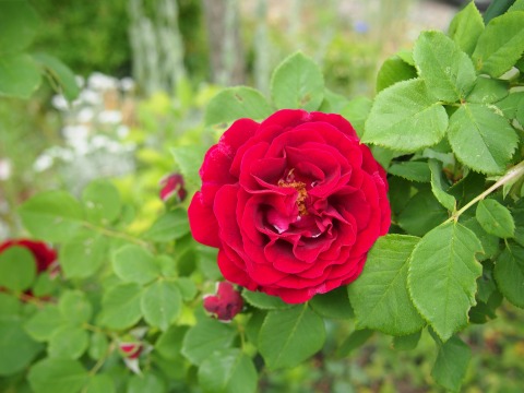 c0117007_2175276.jpg