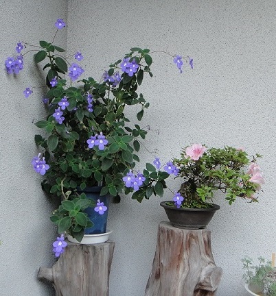 f0000521_2145313.jpg