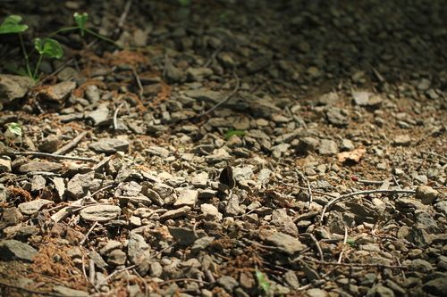 b0146723_21334177.jpg