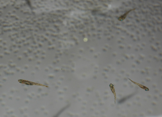 e0097534_17383230.jpg