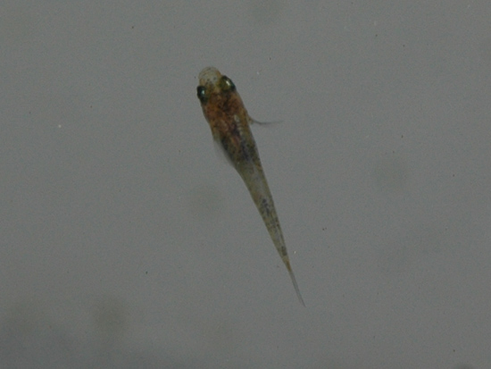 e0097534_1740254.jpg