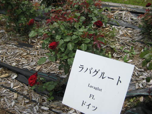 f0061334_22282627.jpg