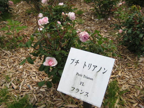 f0061334_22284229.jpg