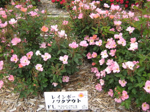 f0061334_22294717.jpg