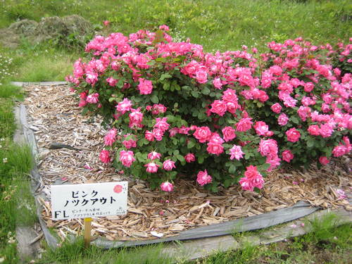 f0061334_2229551.jpg