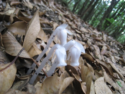 c0077338_20403227.jpg