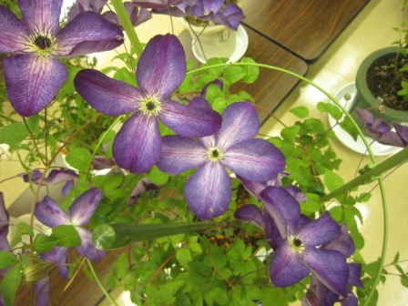 c0025140_1917373.jpg