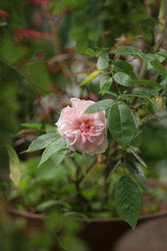 c0186463_16423889.jpg