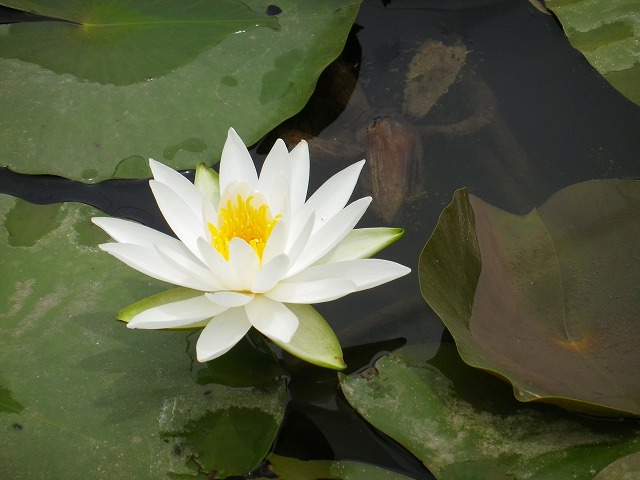 e0078069_18291258.jpg