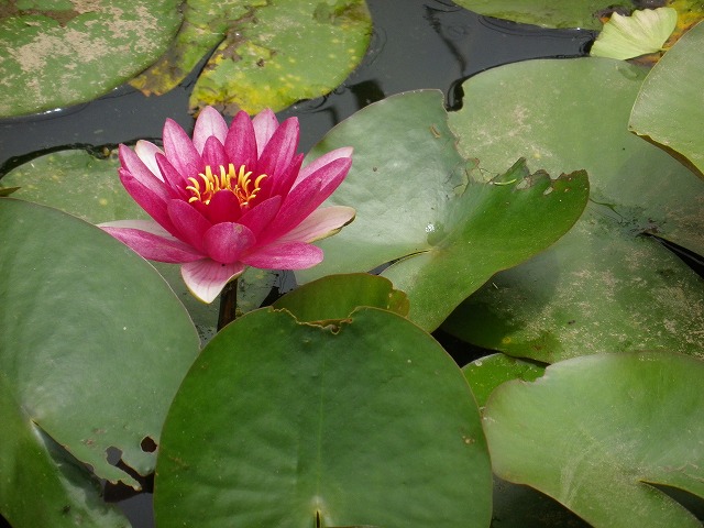 e0078069_18304166.jpg