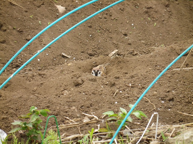 e0078069_18305850.jpg
