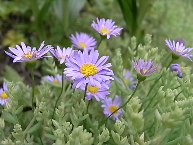 a0146070_5491118.jpg