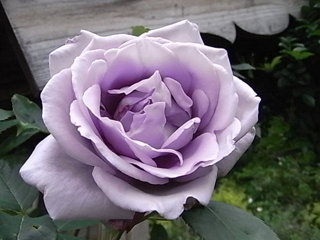 a0146070_601957.jpg