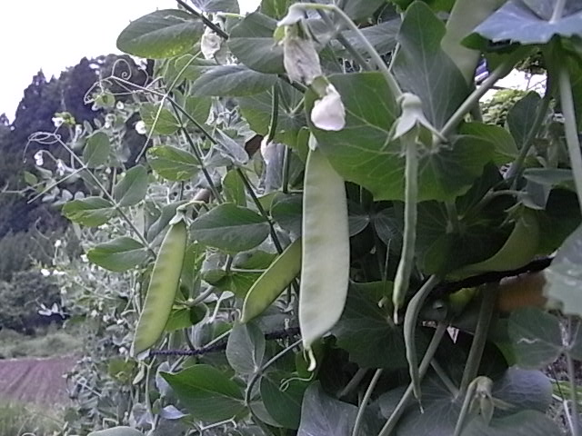 a0146070_66071.jpg