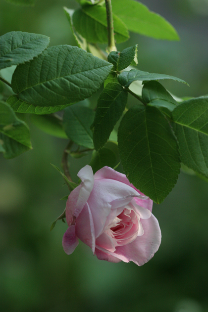 c0006870_2203936.jpg