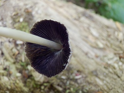 f0057070_031136.jpg