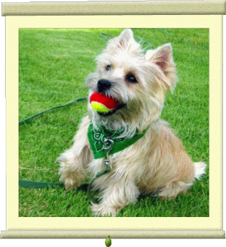 a0157892_20134042.gif