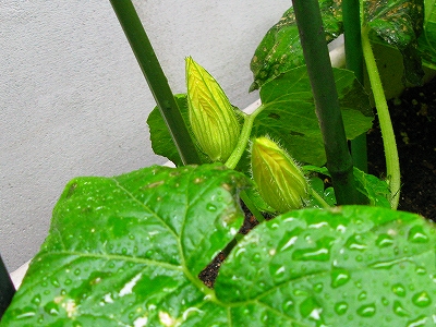 f0181394_20141878.jpg