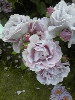 b0162031_043039.jpg