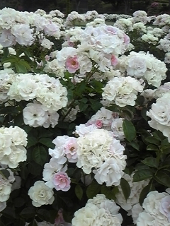 b0162031_044978.jpg