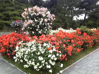 b0162031_052911.jpg