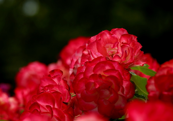 d0195335_199215.jpg