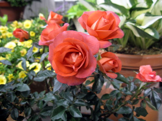 c0147952_18141177.jpg