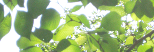 b0192672_026583.jpg