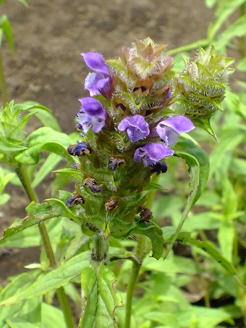 e0145782_20101094.jpg