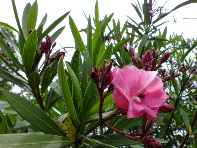 e0145782_20112843.jpg
