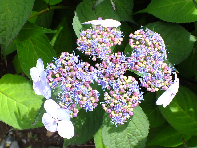 e0145782_2034266.jpg
