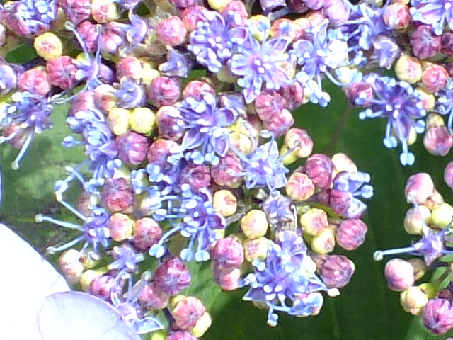 e0145782_2042771.jpg