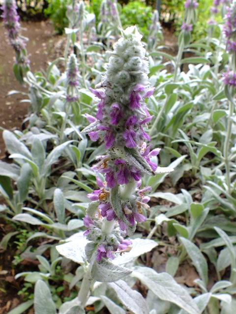 e0145782_2072760.jpg
