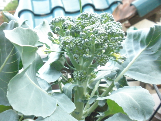 c0281888_94334.jpg