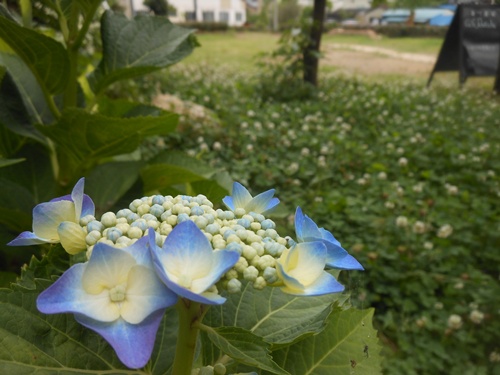 b0028299_20501247.jpg