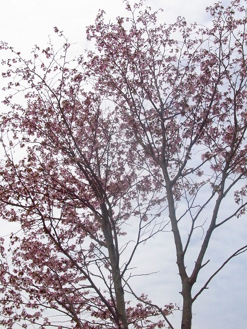 f0157901_11565038.jpg