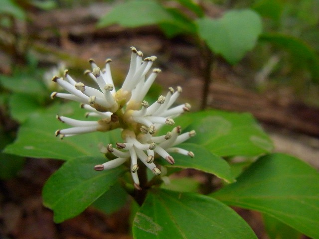 f0157901_11571570.jpg
