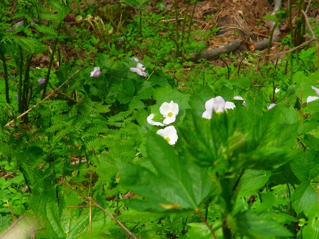 f0157901_11585610.jpg