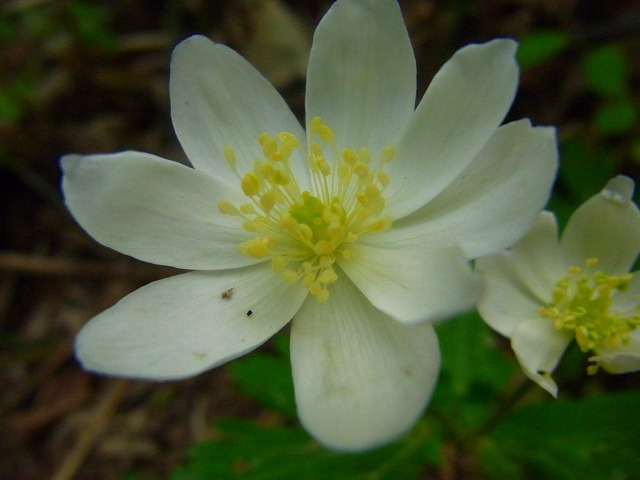 f0157901_11591376.jpg
